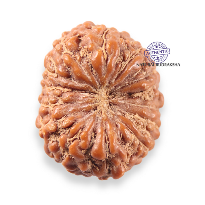 13 Mukhi Indonesian Rudraksha - Bead No 310