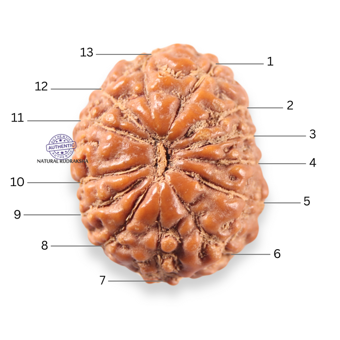 13 Mukhi Indonesian Rudraksha - Bead No 310