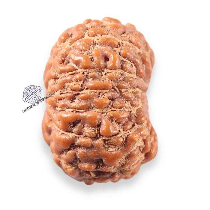 13 Mukhi Indonesian Rudraksha - Bead No 310