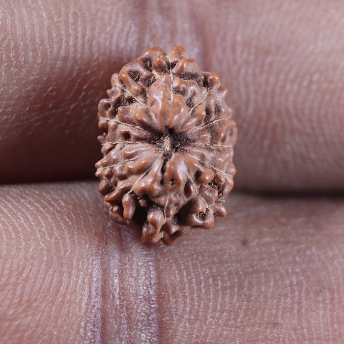 13 Mukhi Indonesian Rudraksha - Bead No 311
