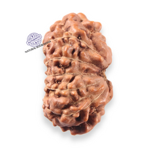 Load image into Gallery viewer, 13 Mukhi Indonesian Rudraksha - Bead No 311

