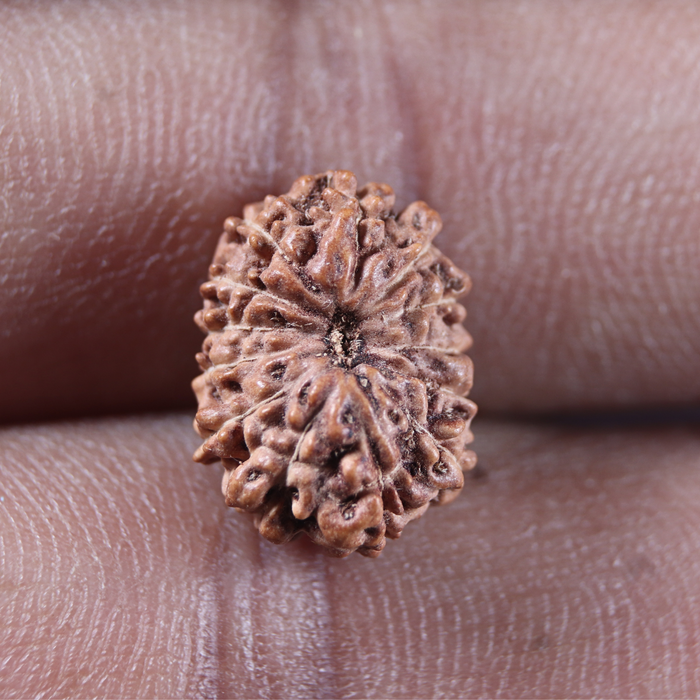13 Mukhi Indonesian Rudraksha - Bead No 312