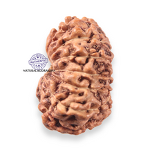 Load image into Gallery viewer, 13 Mukhi Indonesian Rudraksha - Bead No 312

