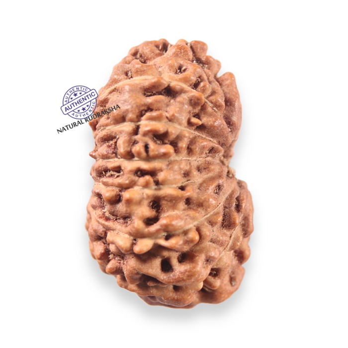13 Mukhi Indonesian Rudraksha - Bead No 312