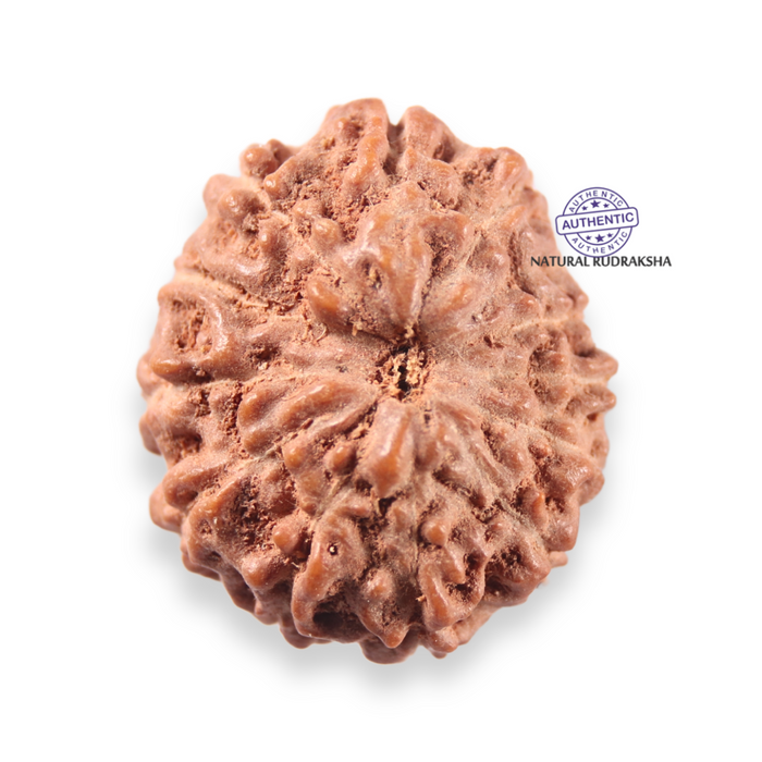 13 Mukhi Indonesian Rudraksha - Bead No 313