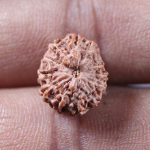 Load image into Gallery viewer, 13 Mukhi Indonesian Rudraksha - Bead No 313
