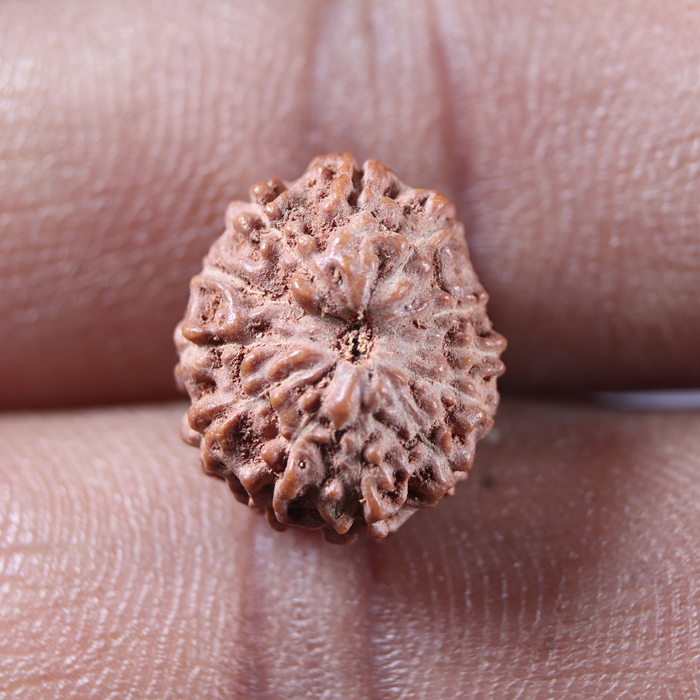 13 Mukhi Indonesian Rudraksha - Bead No 313