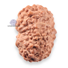 Load image into Gallery viewer, 13 Mukhi Indonesian Rudraksha - Bead No 313
