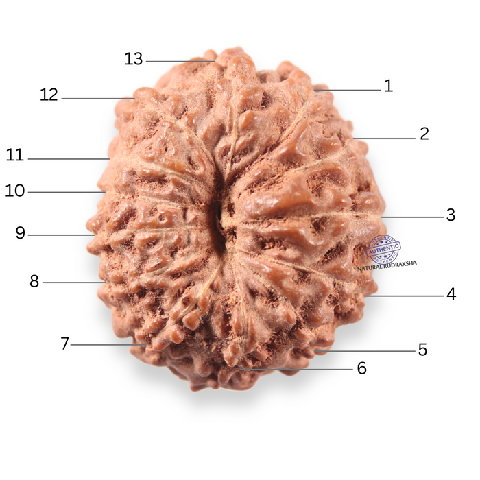 13 Mukhi Indonesian Rudraksha - Bead No 313