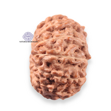 Load image into Gallery viewer, 13 Mukhi Indonesian Rudraksha - Bead No 313
