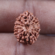 Load image into Gallery viewer, 13 Mukhi Indonesian Rudraksha - Bead No 314
