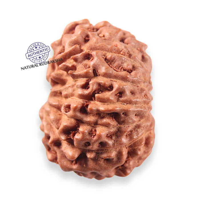 13 Mukhi Indonesian Rudraksha - Bead No 314