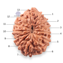 Load image into Gallery viewer, 13 Mukhi Indonesian Rudraksha - Bead No 314
