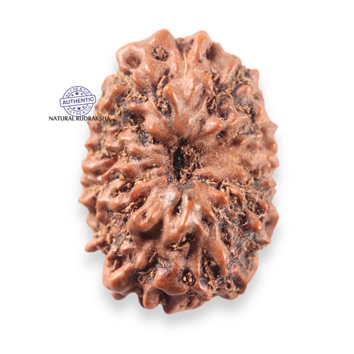 13 Mukhi Indonesian Rudraksha - Bead No 315