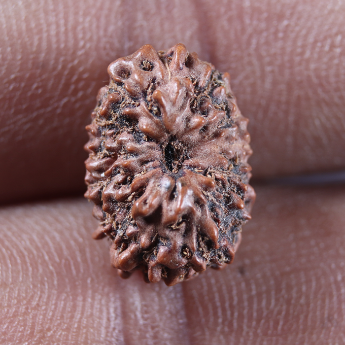 13 Mukhi Indonesian Rudraksha - Bead No 315