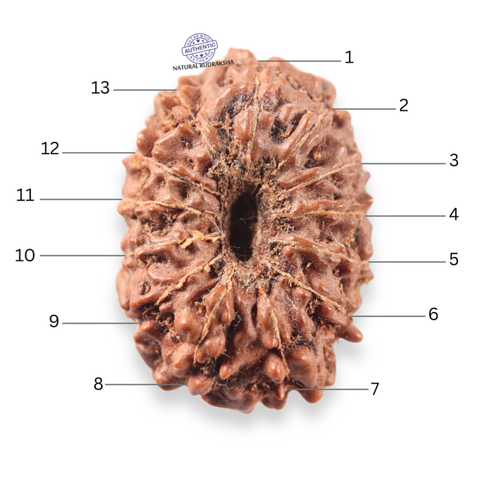 13 Mukhi Indonesian Rudraksha - Bead No 315