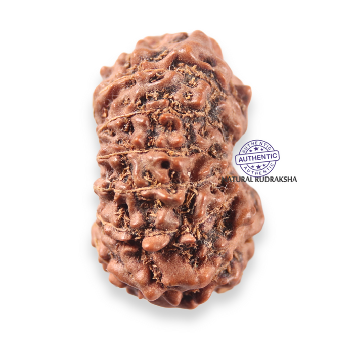 13 Mukhi Indonesian Rudraksha - Bead No 315