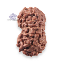 Load image into Gallery viewer, 13 Mukhi Indonesian Rudraksha - Bead No 316

