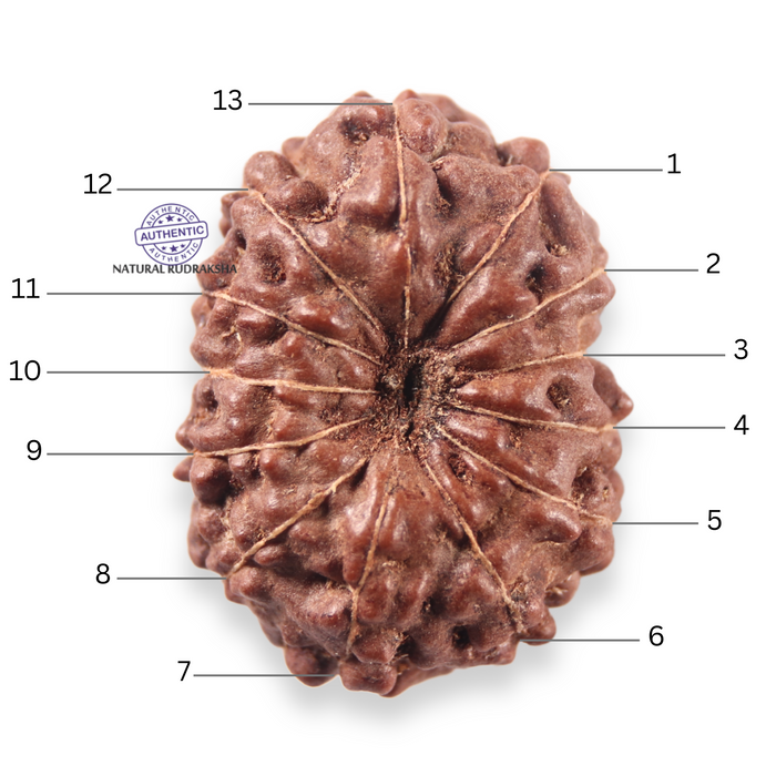 13 Mukhi Indonesian Rudraksha - Bead No 316
