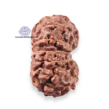 Load image into Gallery viewer, 13 Mukhi Indonesian Rudraksha - Bead No 316
