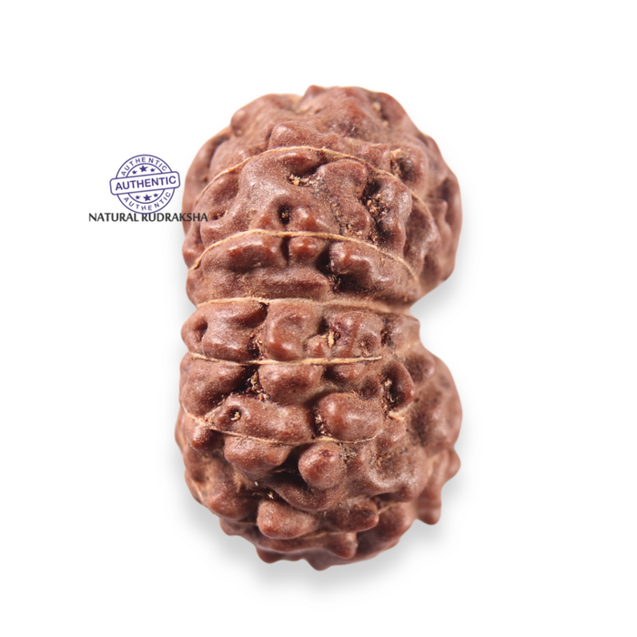 13 Mukhi Indonesian Rudraksha - Bead No 316