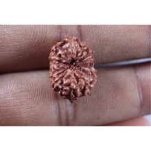 Load image into Gallery viewer, 13 Mukhi Indonesian Rudraksha - Bead No. 321
