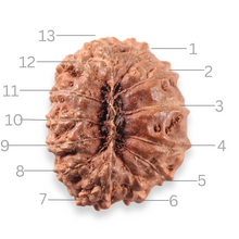 Load image into Gallery viewer, 13 Mukhi Indonesian Rudraksha - Bead No. 323
