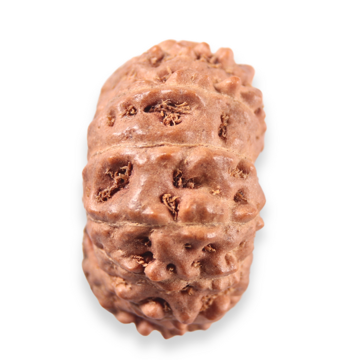 13 Mukhi Indonesian Rudraksha - Bead No. 323