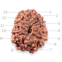 Load image into Gallery viewer, 13 Mukhi Indonesian Rudraksha - Bead No. 322
