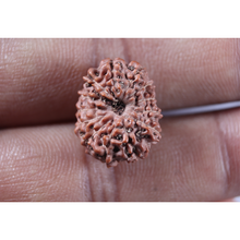Load image into Gallery viewer, 13 Mukhi Indonesian Rudraksha - Bead No. 322
