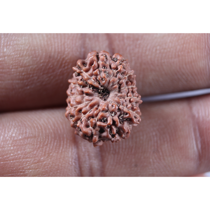 13 Mukhi Indonesian Rudraksha - Bead No. 322