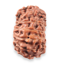 Load image into Gallery viewer, 13 Mukhi Indonesian Rudraksha - Bead No. 322
