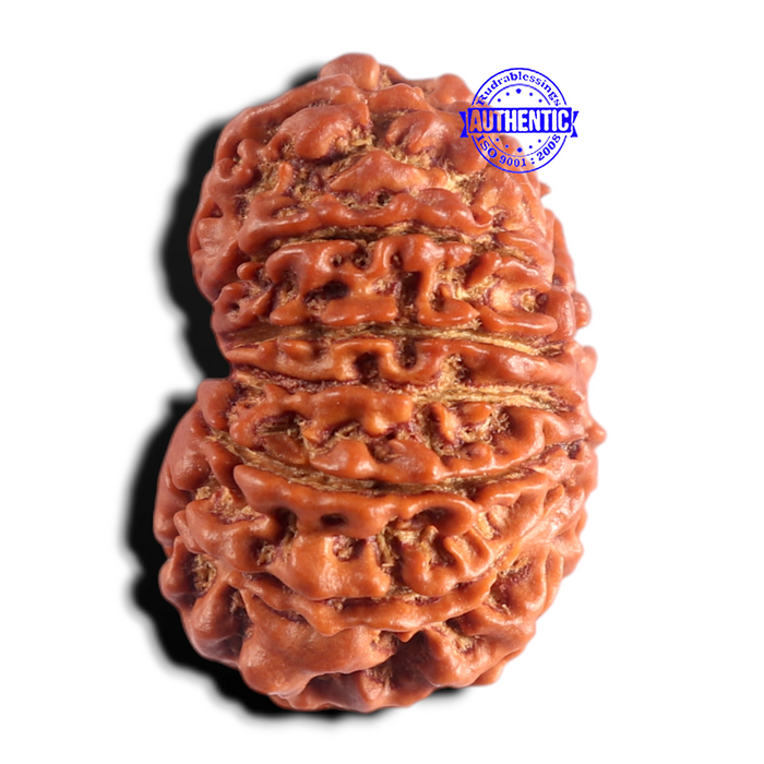 13 Mukhi Nepalese Rudraksha - Bead No. 391
