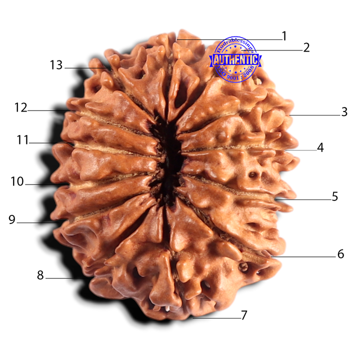 13 Mukhi Nepalese Rudraksha - Bead No. 392