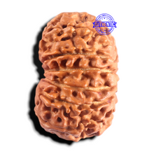 Load image into Gallery viewer, 13 Mukhi Nepalese Rudraksha - Bead No. 392
