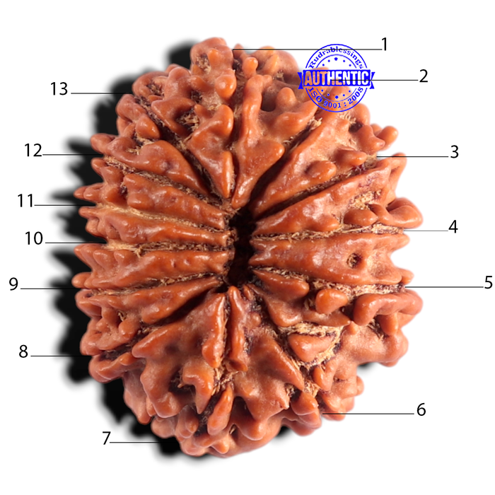 13 Mukhi Nepalese Rudraksha - Bead No. 393