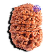 Load image into Gallery viewer, 13 Mukhi Nepalese Rudraksha - Bead No. 393
