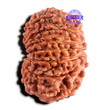 Load image into Gallery viewer, 13 Mukhi Nepalese Rudraksha - Bead No. 393
