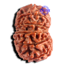 Load image into Gallery viewer, 13 Mukhi Nepalese Rudraksha - Bead No. 394
