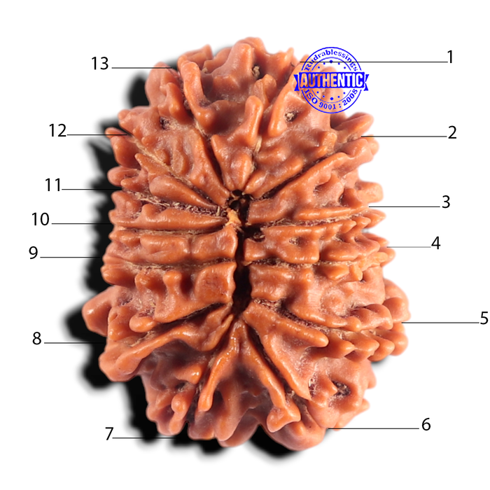 13 Mukhi Nepalese Rudraksha - Bead No. 395