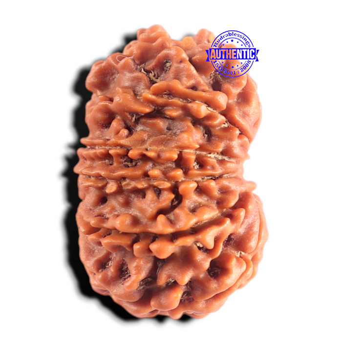 13 Mukhi Nepalese Rudraksha - Bead No. 395