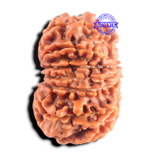Load image into Gallery viewer, 13 Mukhi Nepalese Rudraksha - Bead No. 395
