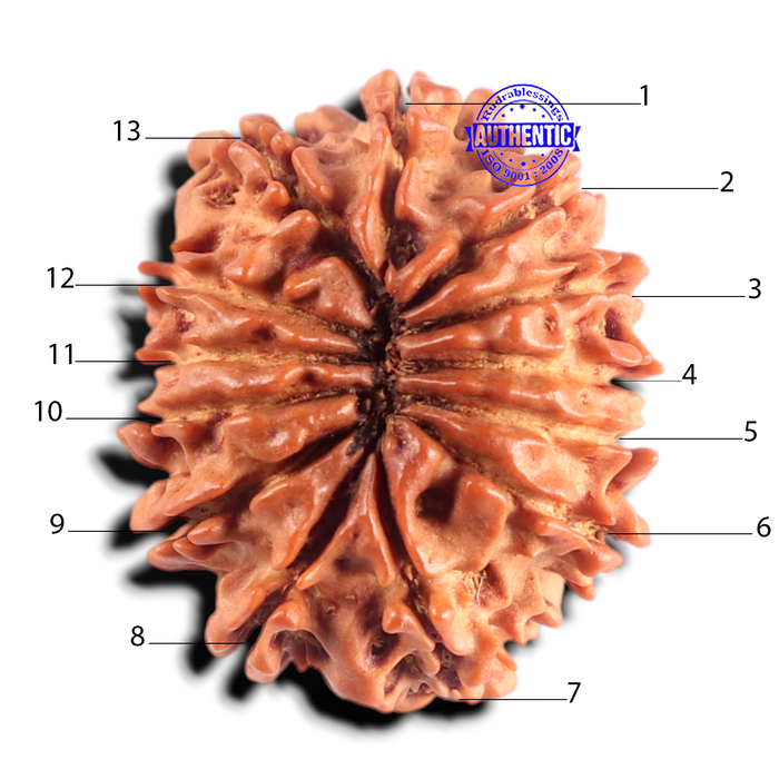 13 Mukhi Nepalese Rudraksha - Bead No. 396