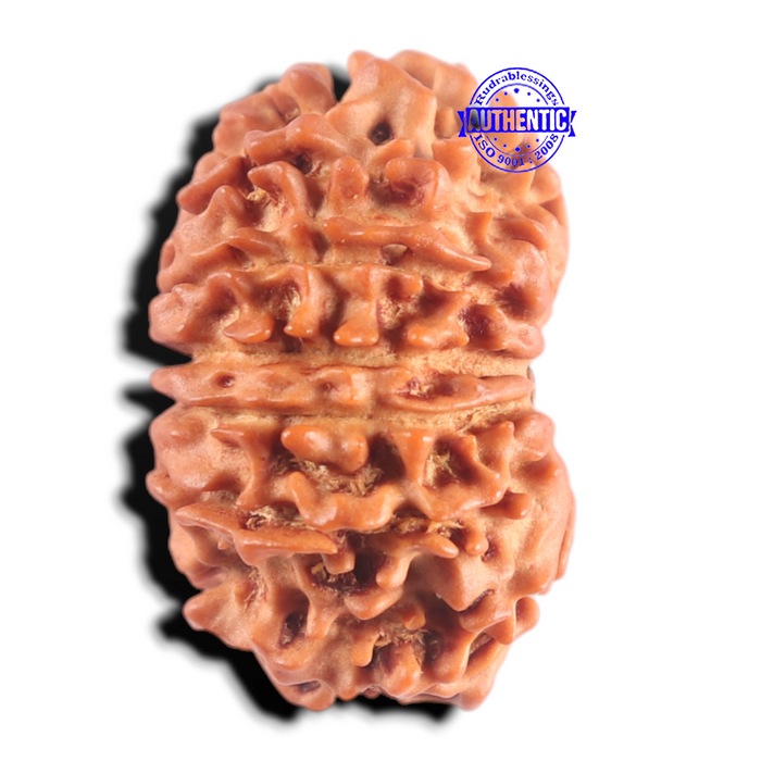 13 Mukhi Nepalese Rudraksha - Bead No. 396