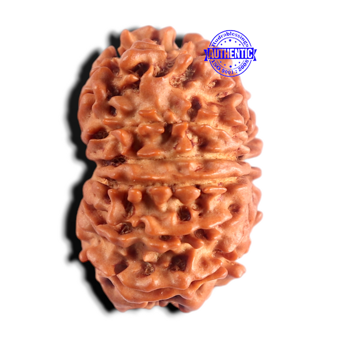 13 Mukhi Nepalese Rudraksha - Bead No. 396