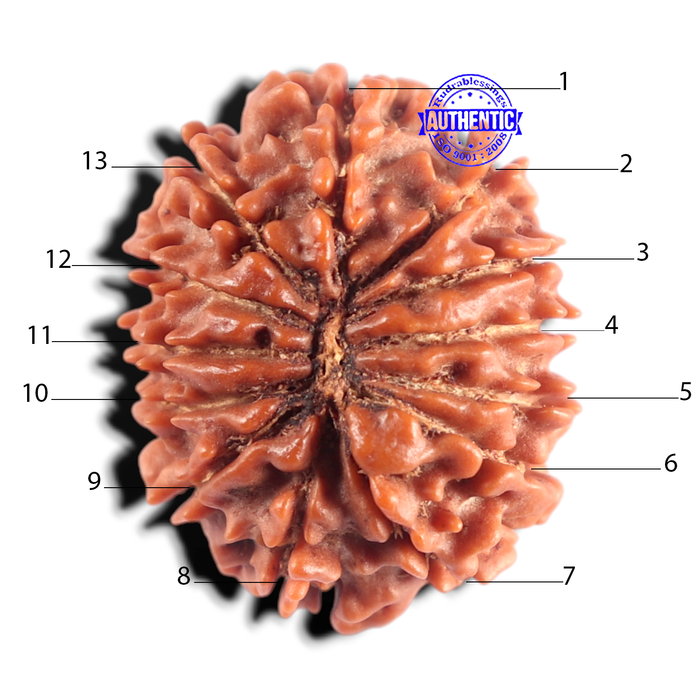 13 Mukhi Nepalese Rudraksha - Bead No. 397