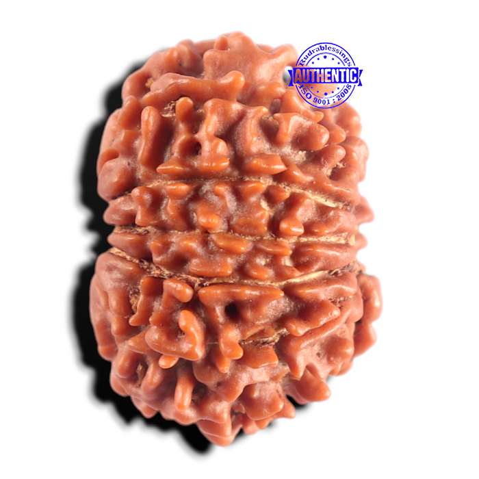 13 Mukhi Nepalese Rudraksha - Bead No. 397