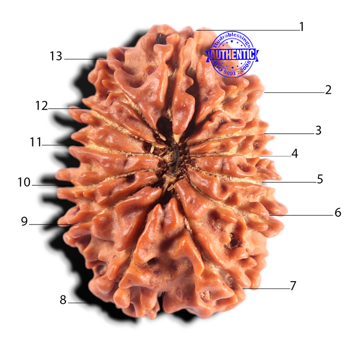 13 Mukhi Nepalese Rudraksha - Bead No. 398