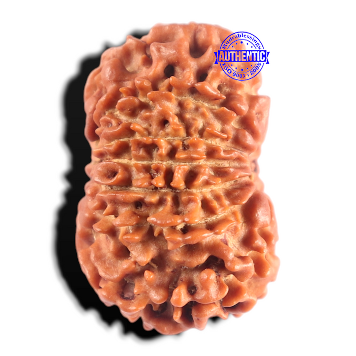13 Mukhi Nepalese Rudraksha - Bead No. 398