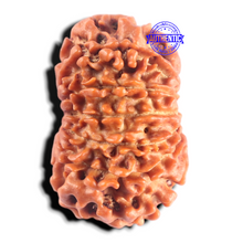 Load image into Gallery viewer, 13 Mukhi Nepalese Rudraksha - Bead No. 398
